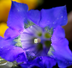 blumen in südtirol